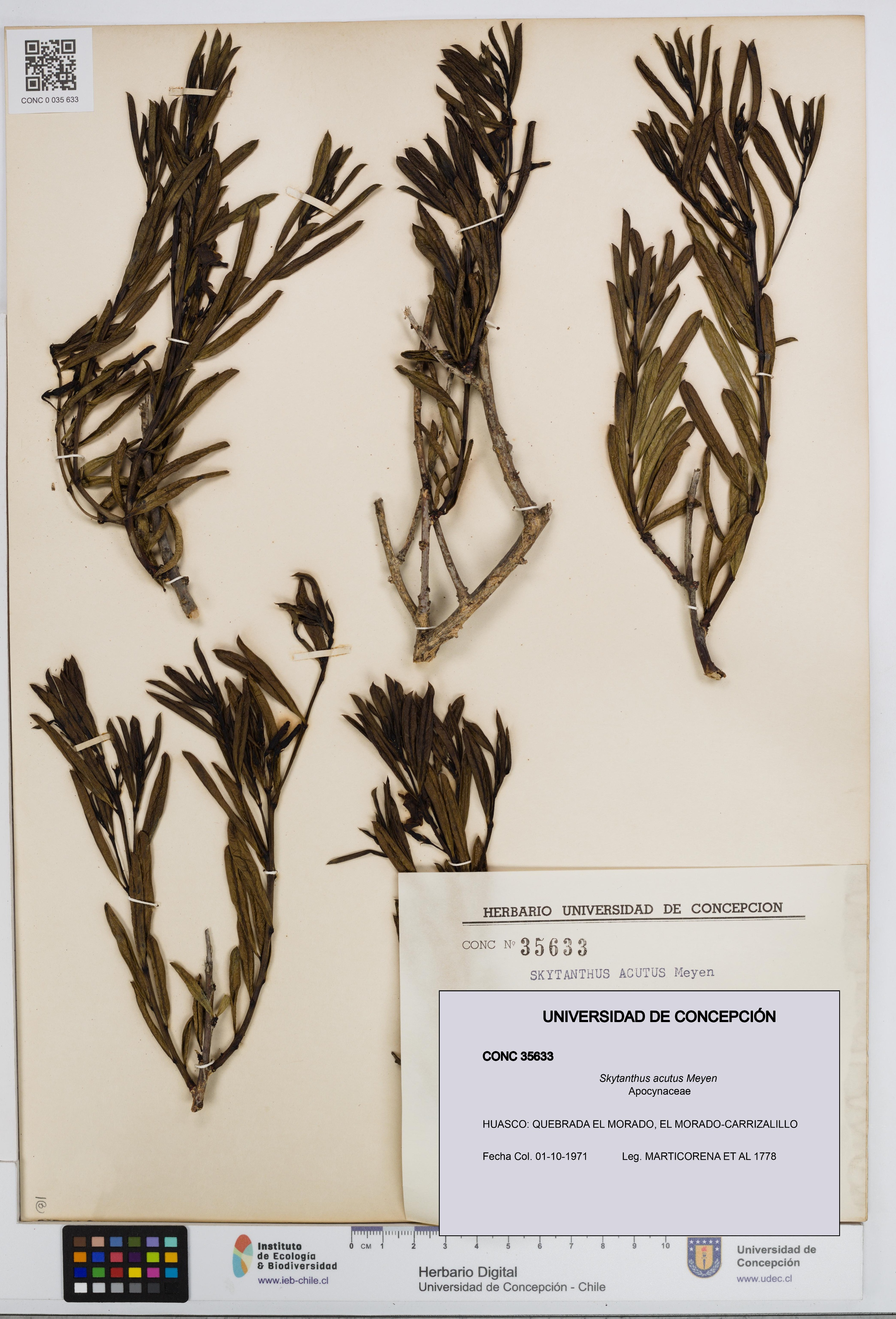 Skytanthus acutus [Espécimen: UDEC:CONC:0035633]