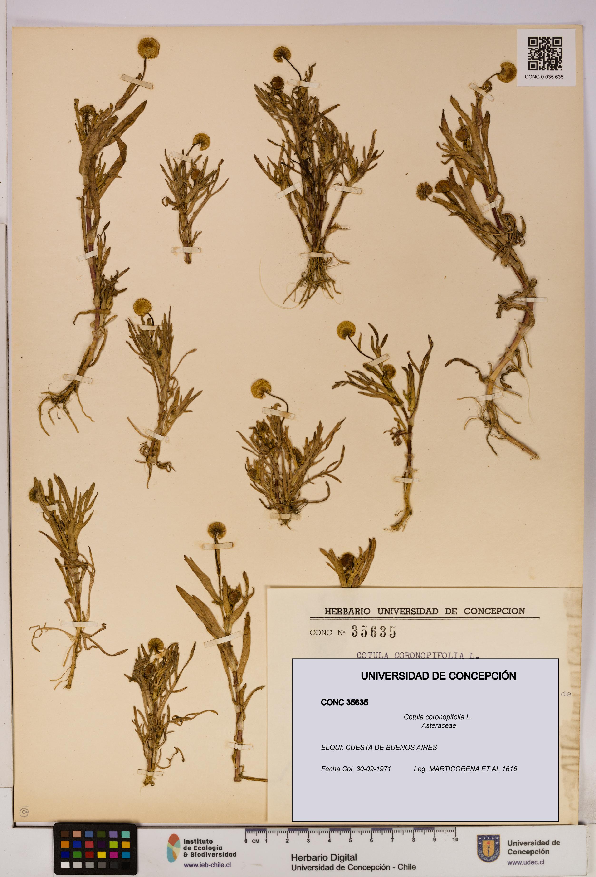 Cotula coronopifolia [Espécimen: UDEC:CONC:0035635]