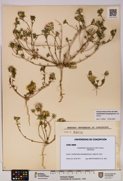 Chaetanthera frayjorgensis [Espécimen: UDEC:CONC:0035636]