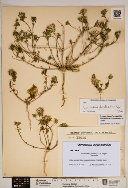 Chaetanthera glabrata [Espécimen: ]