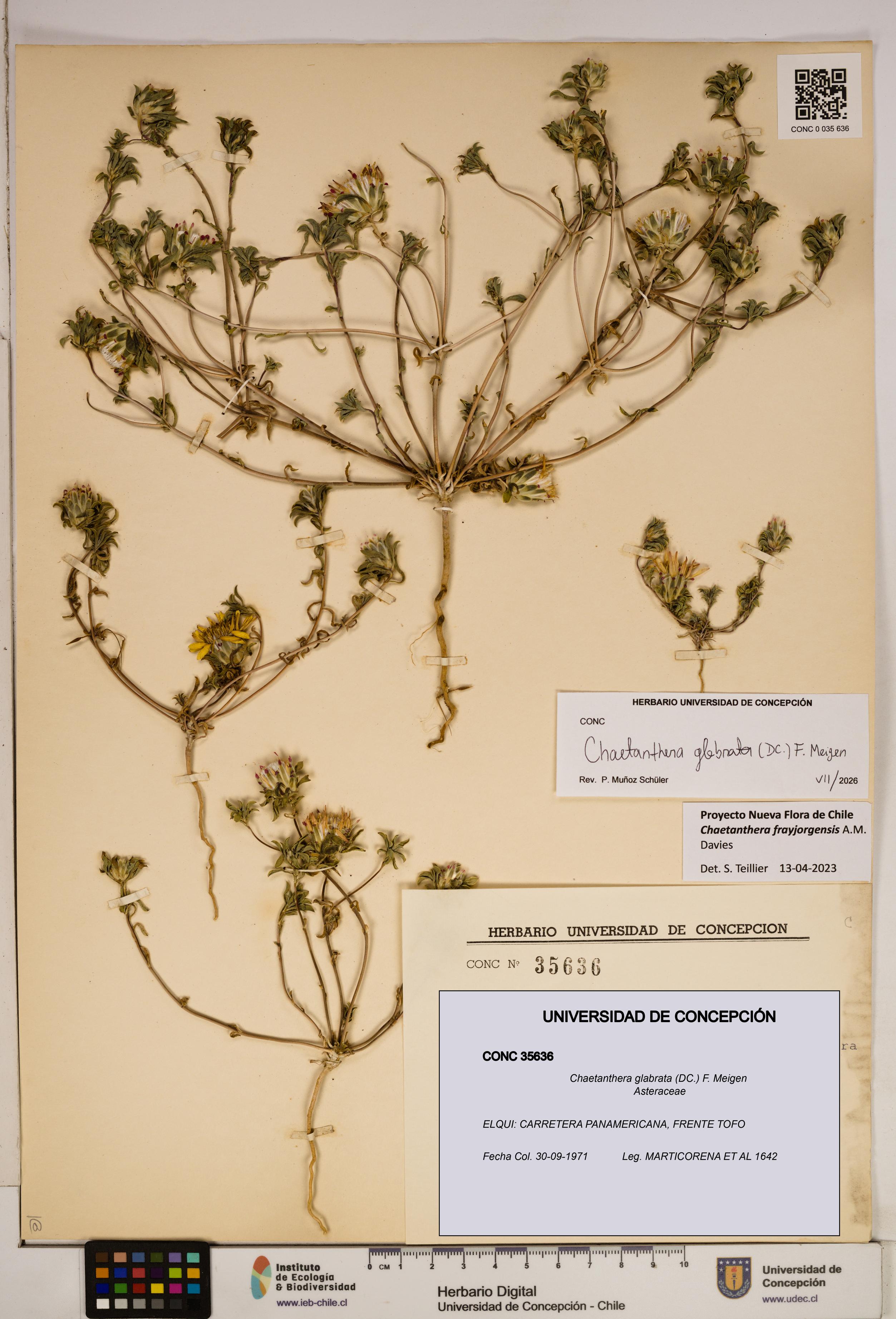 Chaetanthera glabrata [Espécimen: ]