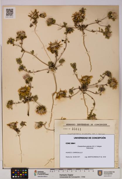 Chaetanthera glabrata [Espécimen: UDEC:CONC:0035641]