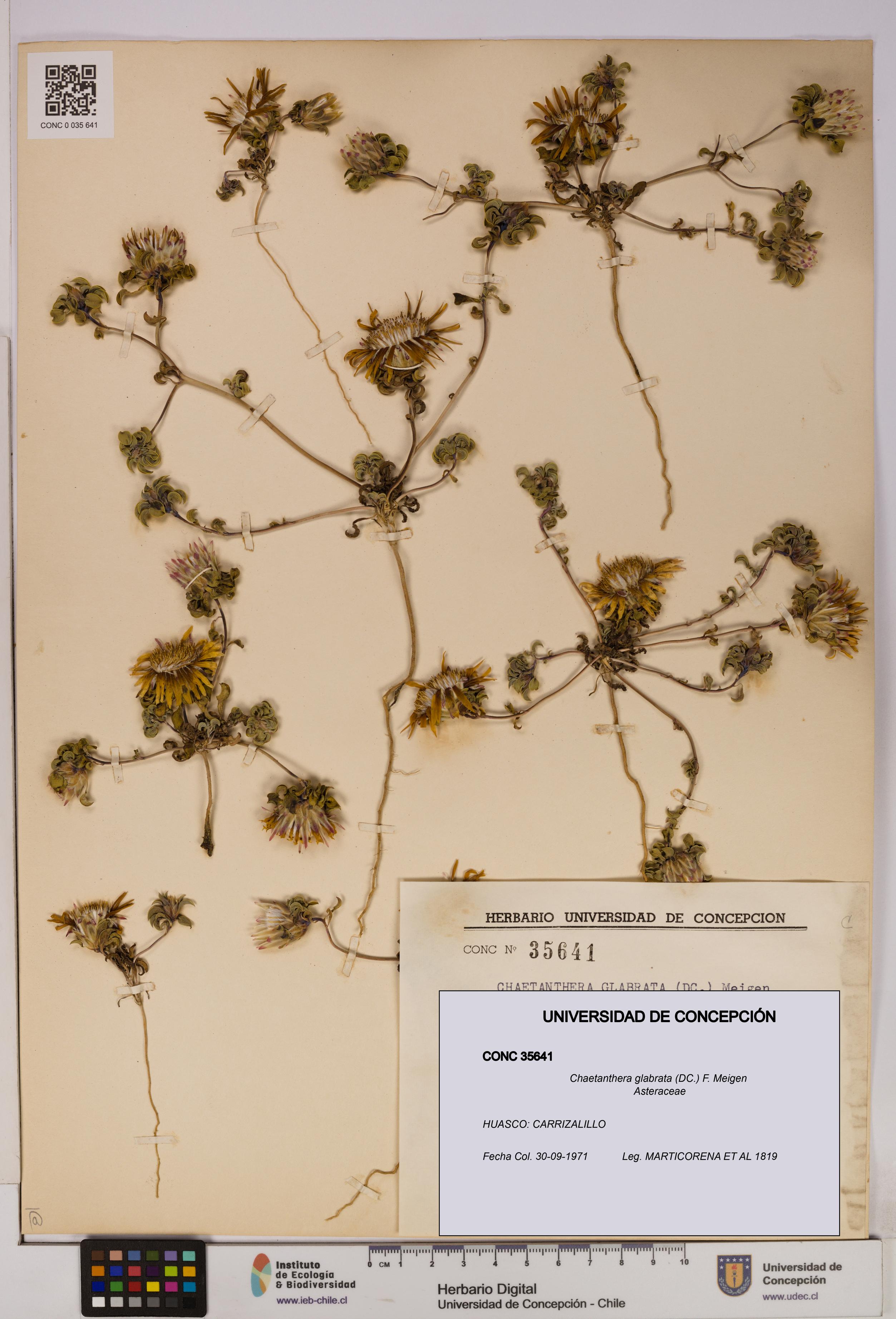 Chaetanthera glabrata [Espécimen: UDEC:CONC:0035641]