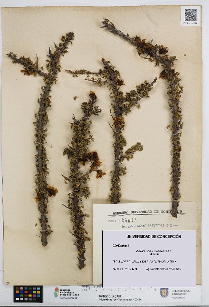 Balsamocarpon brevifolium [Espécimen: UDEC:CONC:0035645]