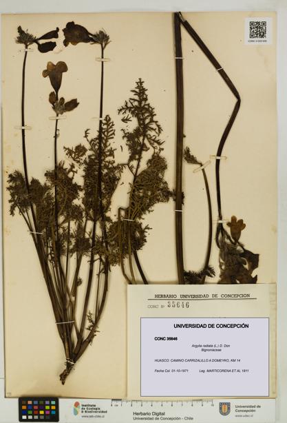 Argylia radiata [Espécimen: UDEC:CONC:0035646]