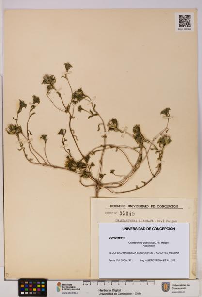 Chaetanthera glabrata [Espécimen: UDEC:CONC:0035649]