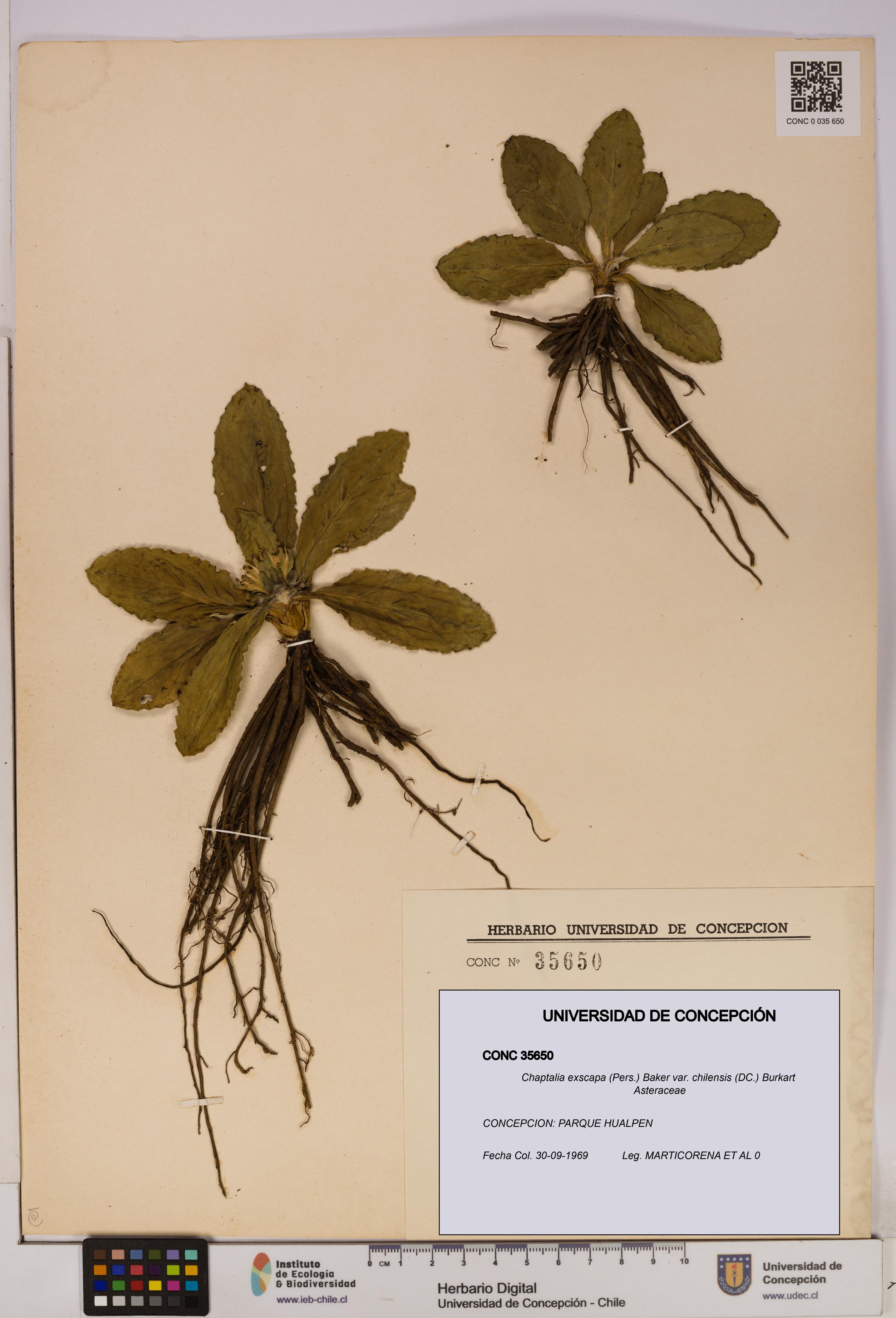 Chaptalia exscapa var. chilensis [Espécimen: UDEC:CONC:0035650]