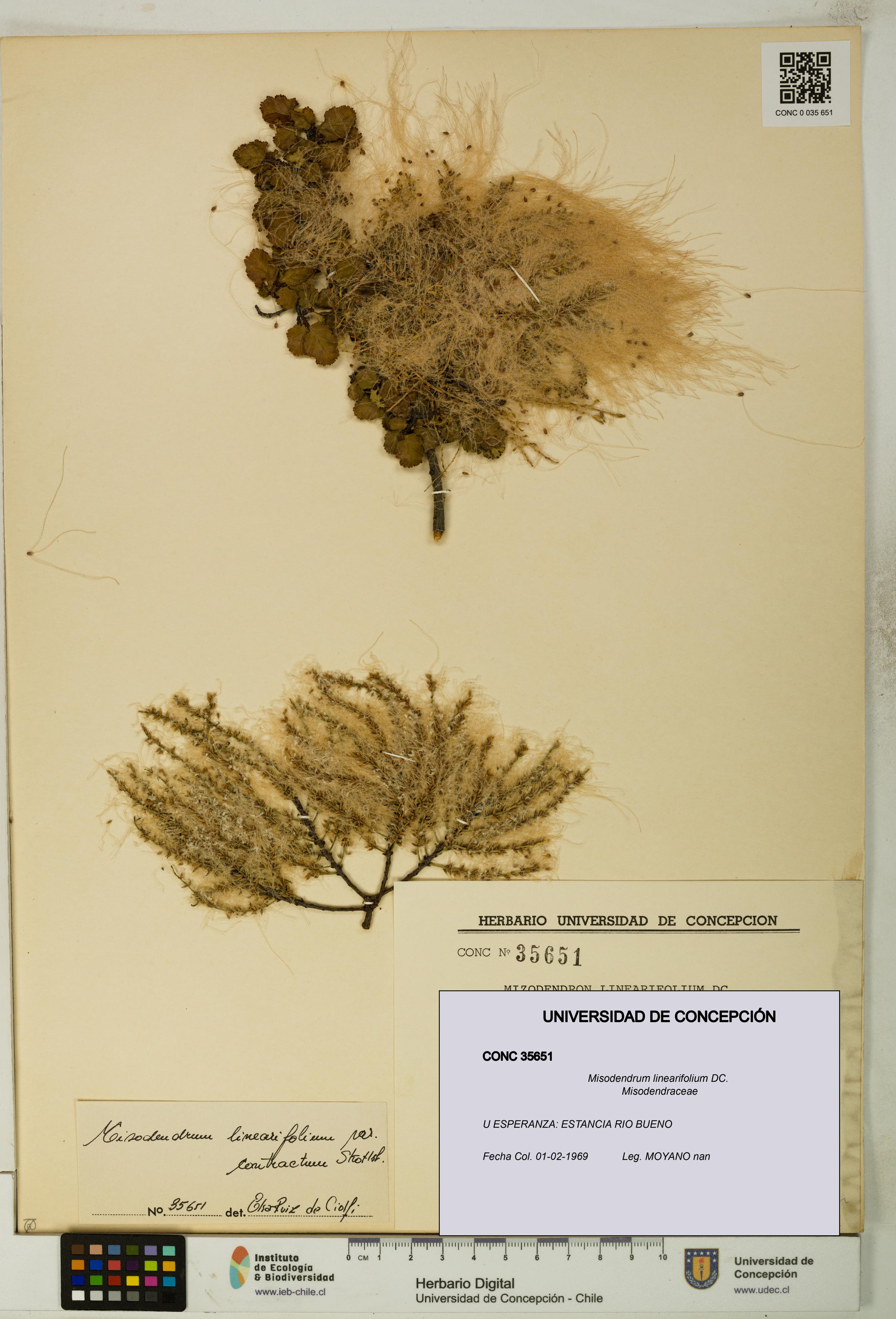 Misodendrum linearifolium [Espécimen: UDEC:CONC:0035651]