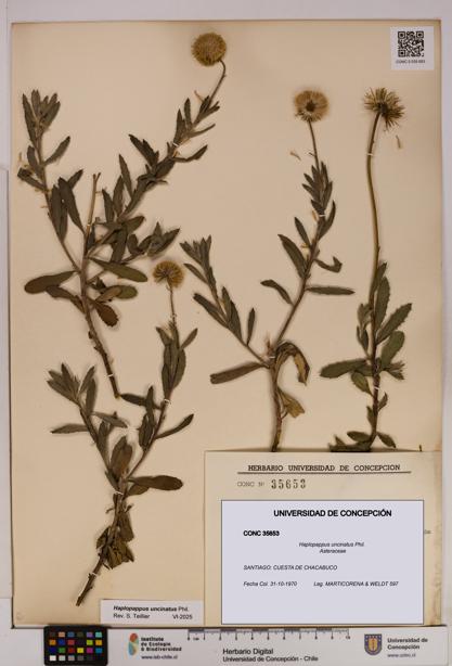 Haplopappus uncinatus [Espécimen: UDEC:CONC:0035653]