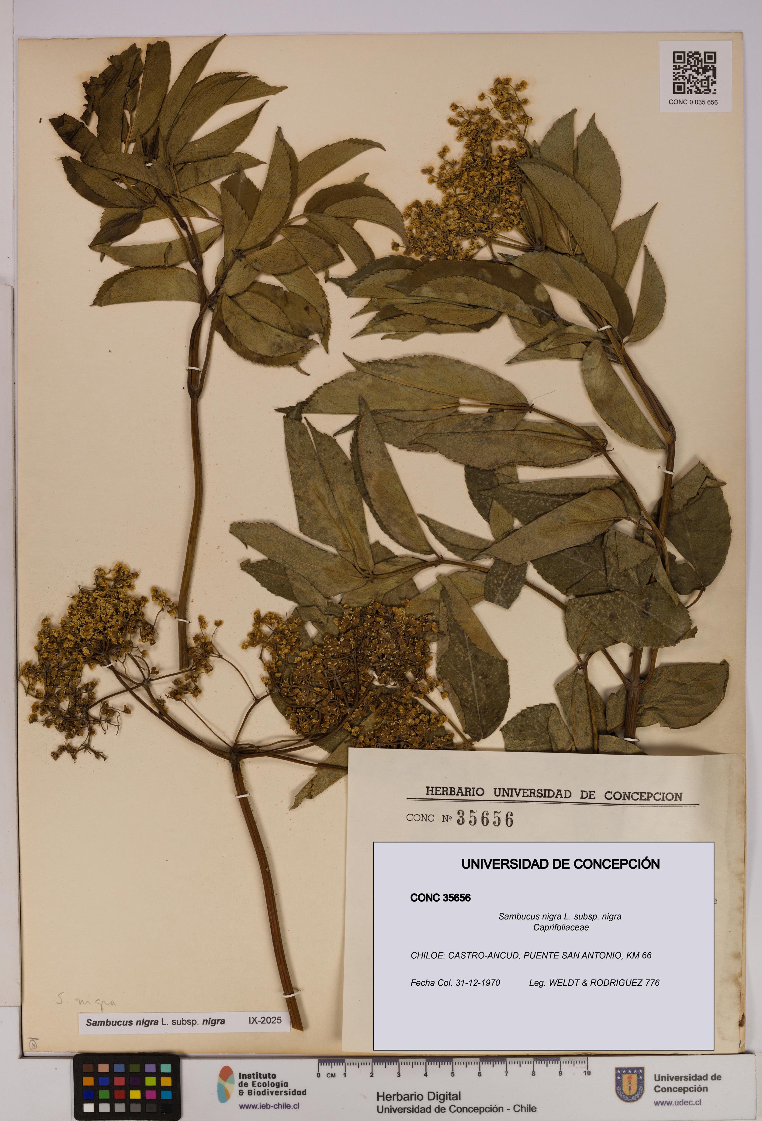 Sambucus nigra subsp. nigra [Espécimen: UDEC:CONC:0035656]