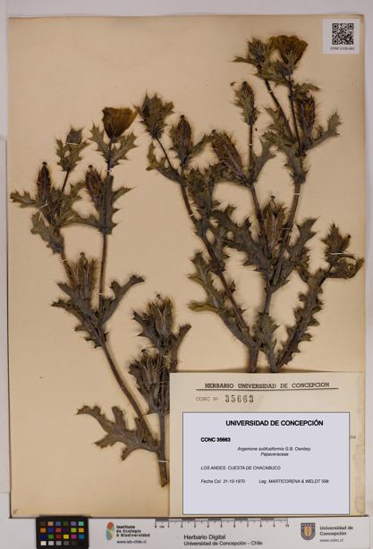 Argemone subfusiformis [Espécimen: UDEC:CONC:0035663]