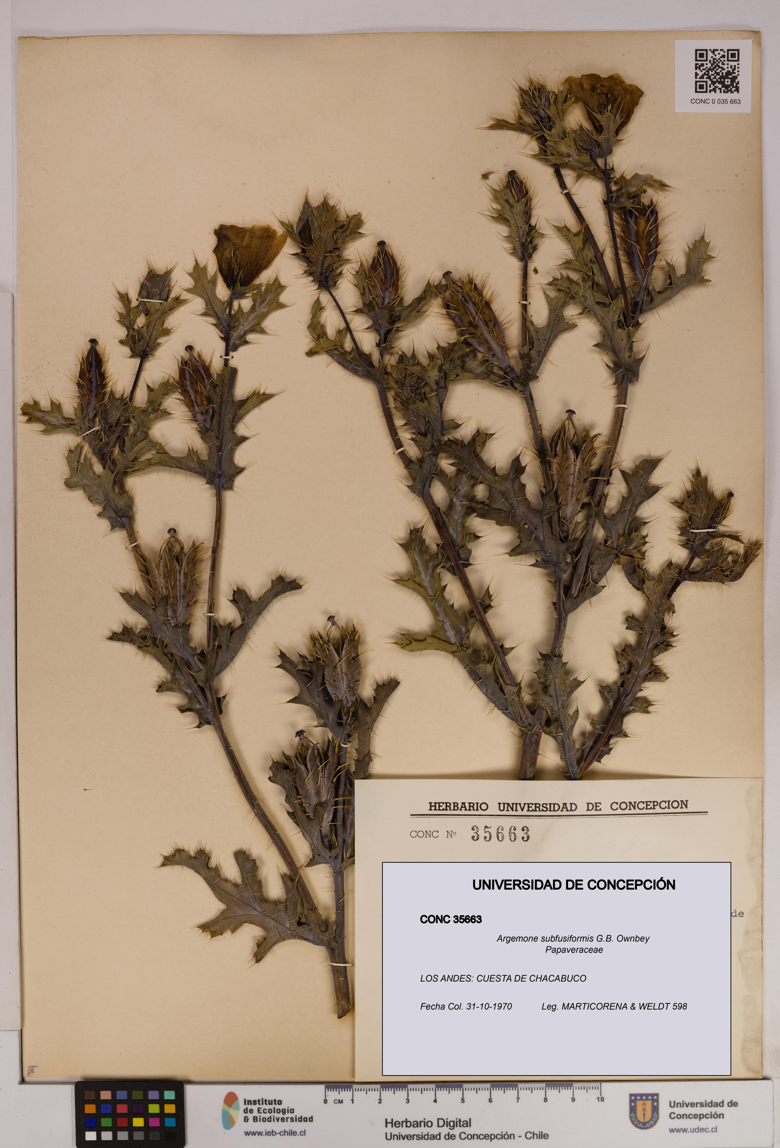 Argemone subfusiformis [Espécimen: UDEC:CONC:0035663]