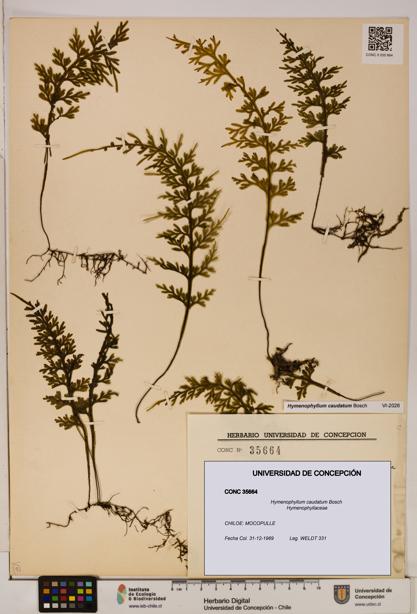 Hymenophyllum caudatum [Espécimen: UDEC:CONC:0035664]
