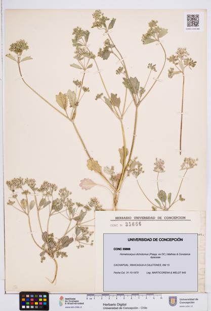 Homalocarpus dichotomus [Espécimen: ]