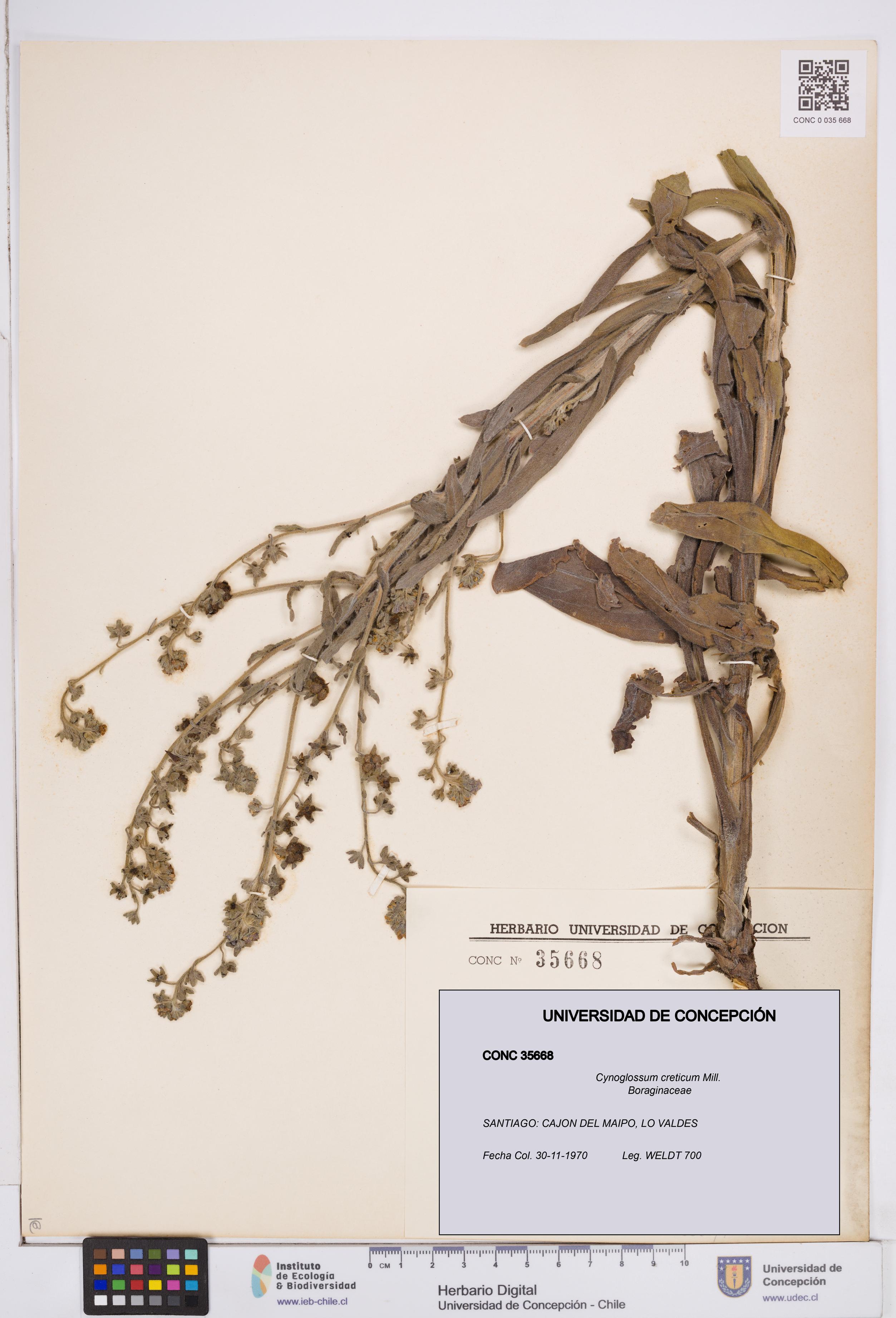 Cynoglossum creticum [Espécimen: ]