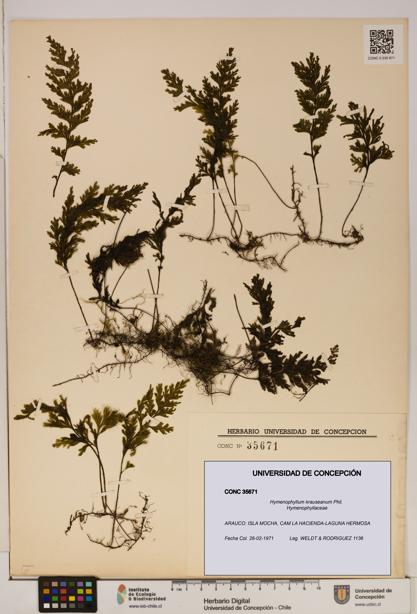 Hymenophyllum krauseanum [Espécimen: ]