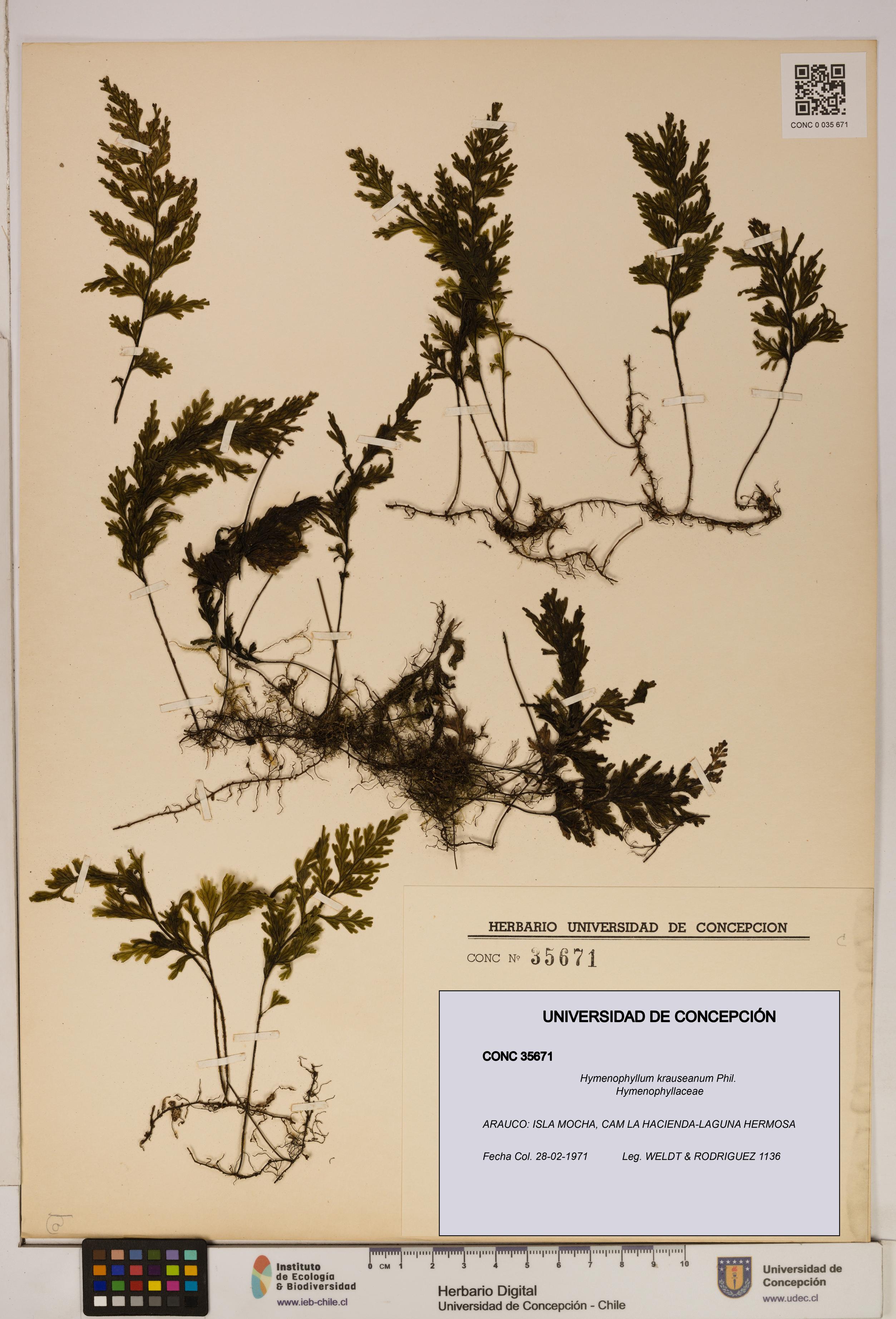 Hymenophyllum krauseanum [Espécimen: ]