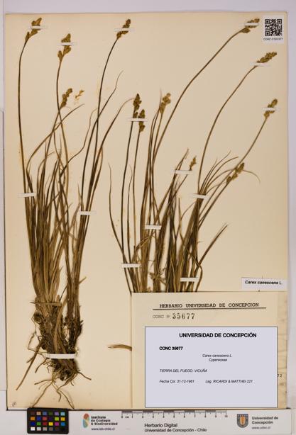 Carex canescens [Espécimen: UDEC:CONC:0035677]