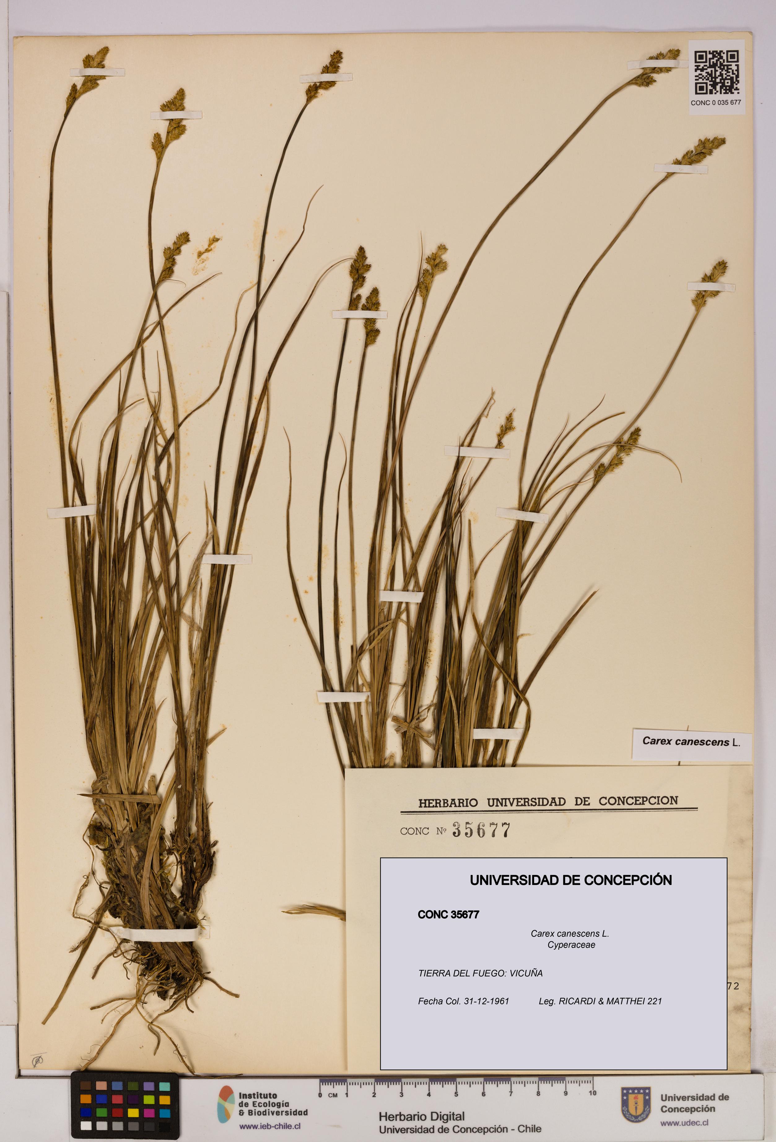 Carex canescens [Espécimen: UDEC:CONC:0035677]