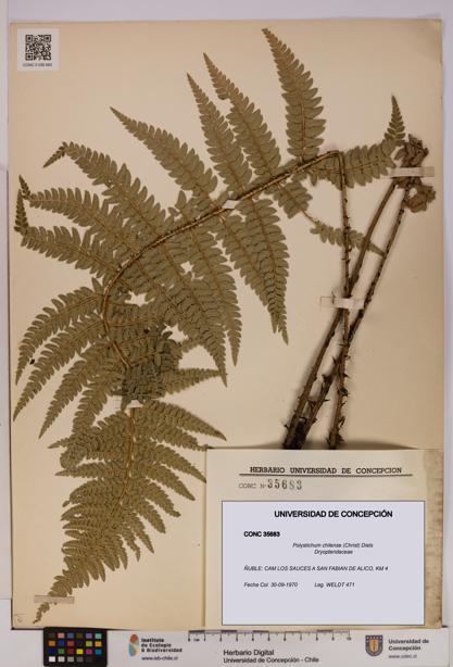 Polystichum chilense [Espécimen: UDEC:CONC:0035683]