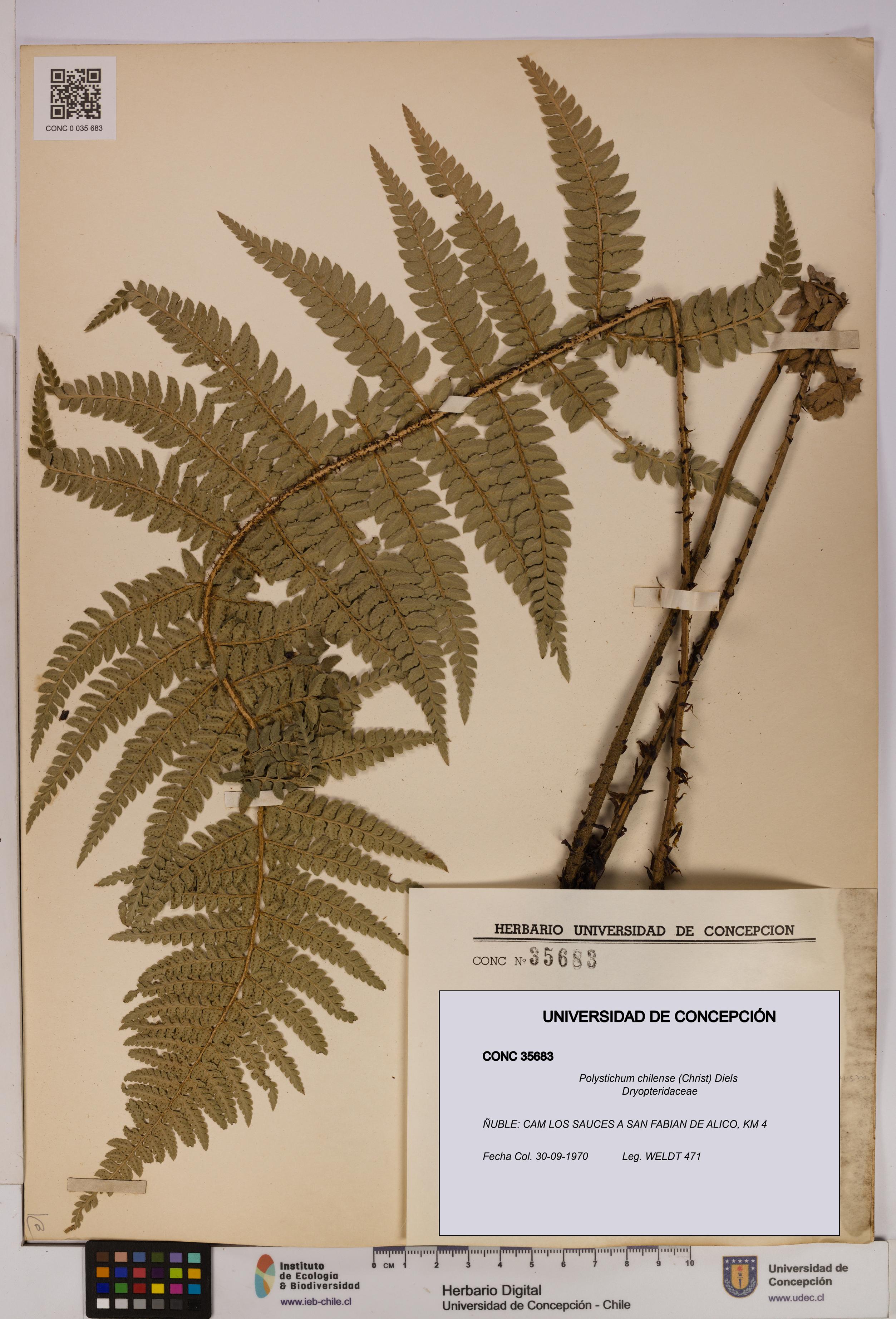 Polystichum chilense [Espécimen: UDEC:CONC:0035683]