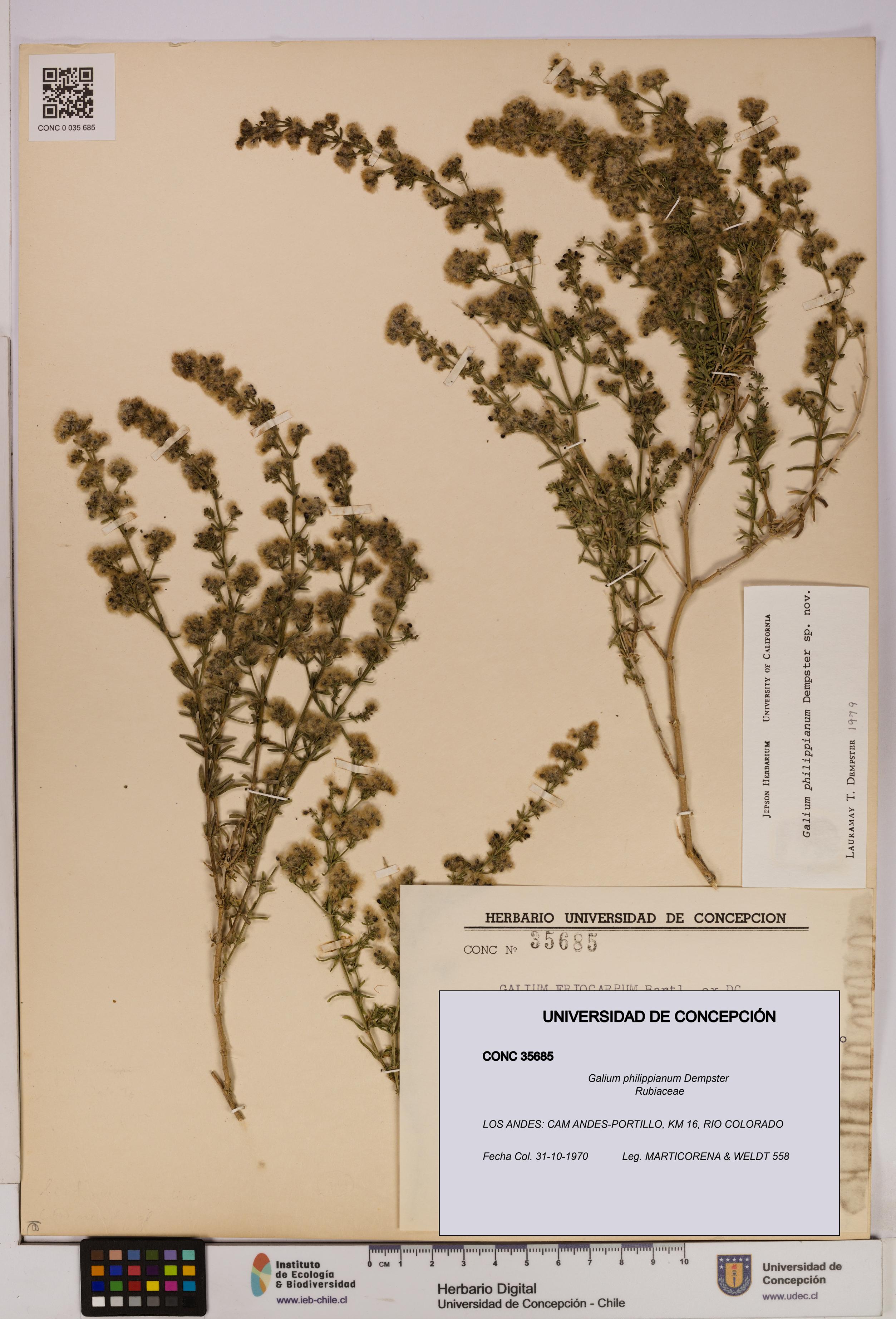 Galium philippianum [Espécimen: UDEC:CONC:0035685]