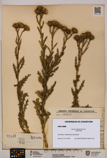 Senecio adenotrichius [Espécimen: UDEC:CONC:0035688]