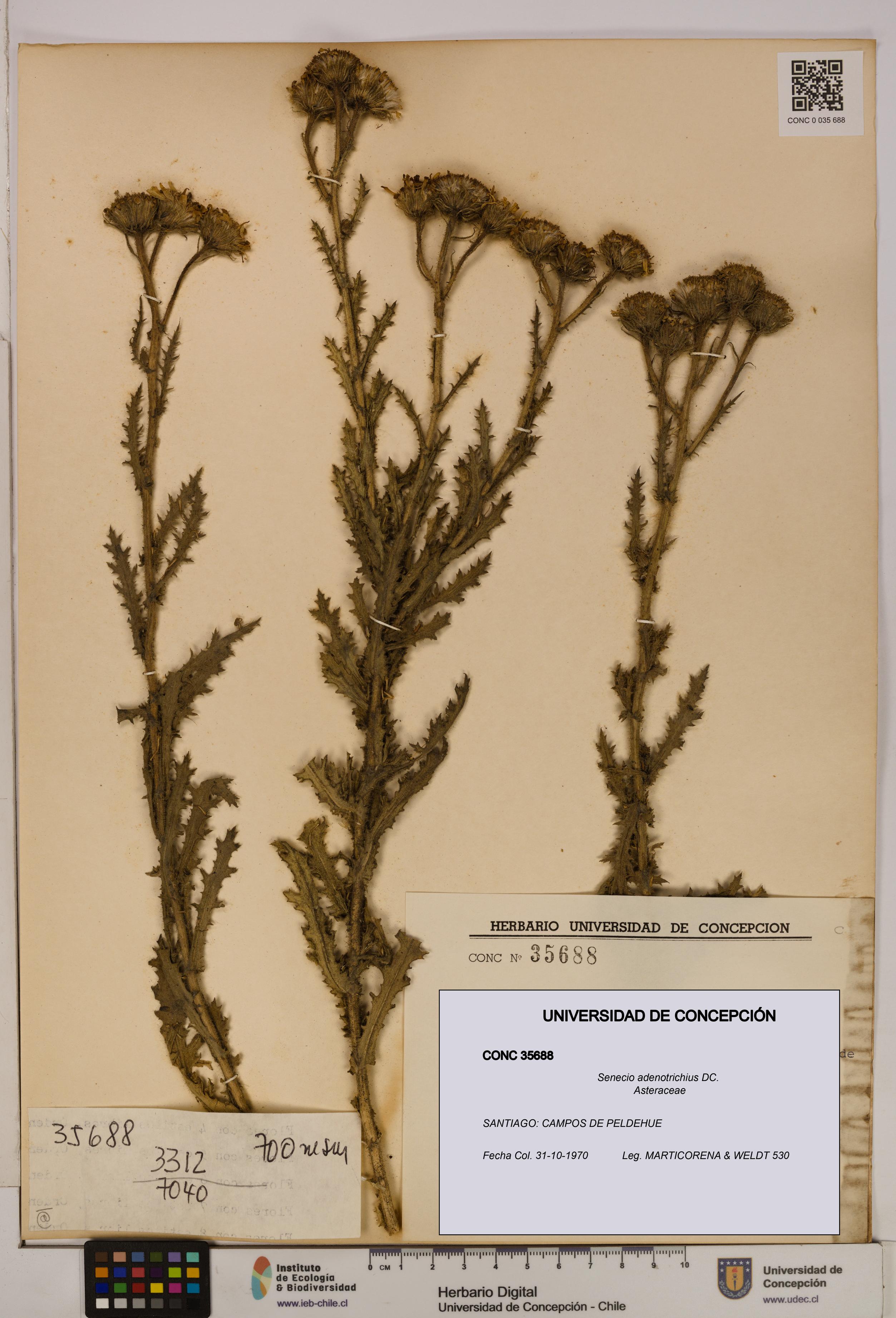 Senecio adenotrichius [Espécimen: UDEC:CONC:0035688]