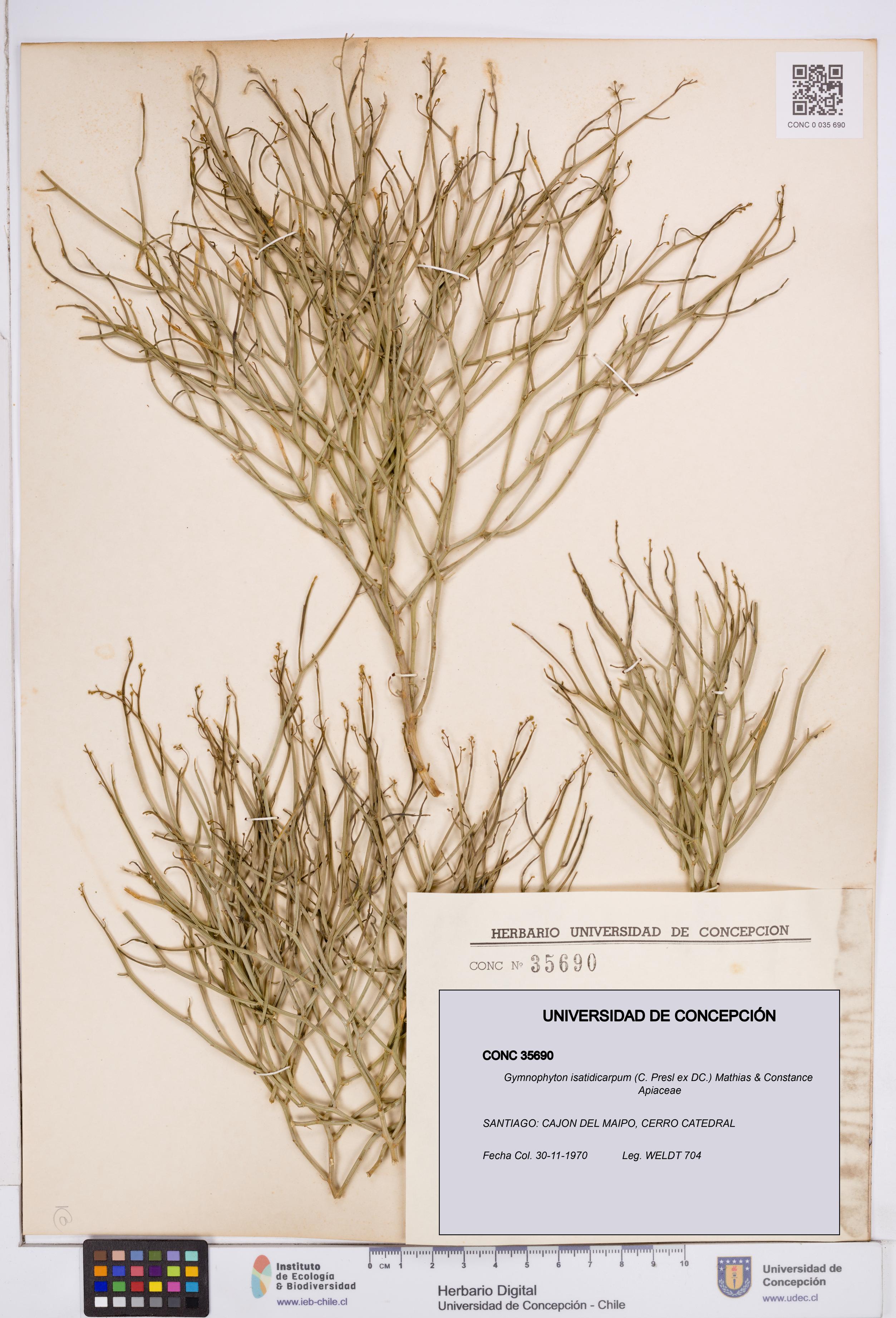 Gymnophyton isatidicarpum [Espécimen: ]