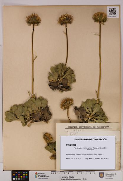 Haplopappus macrocephalus [Espécimen: UDEC:CONC:0035692]