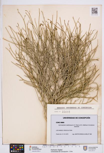 Gymnophyton isatidicarpum [Espécimen: ]