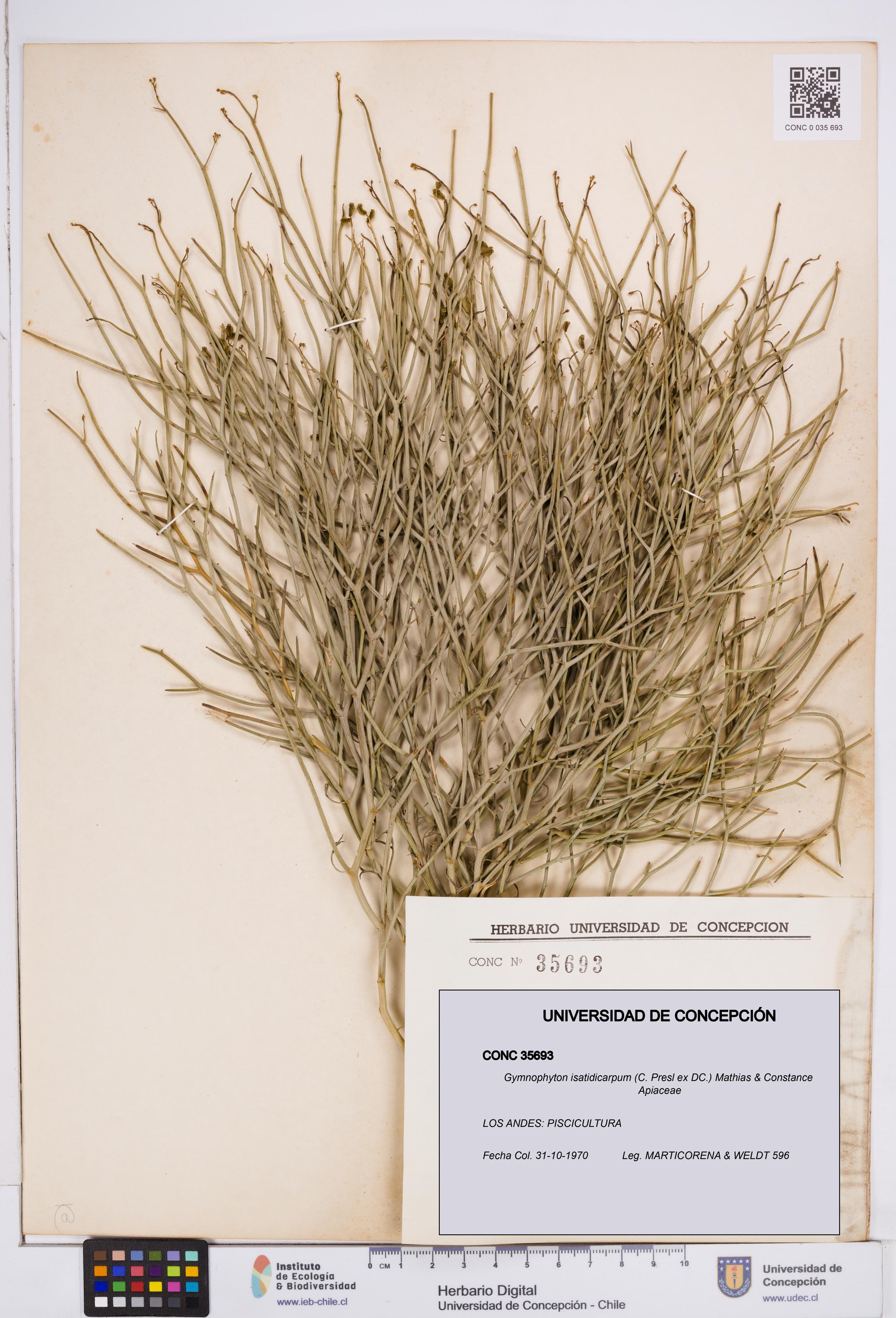 Gymnophyton isatidicarpum [Espécimen: ]