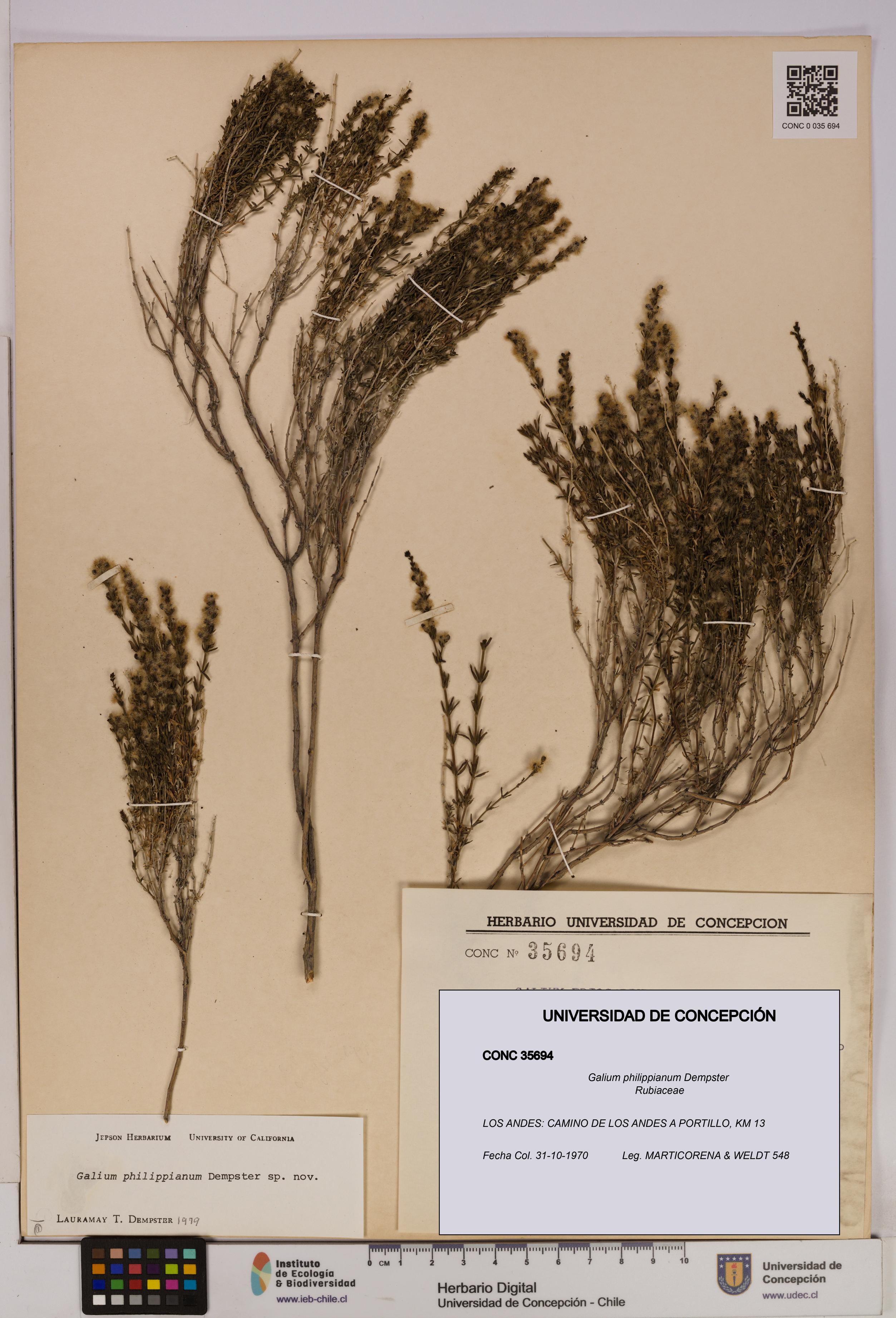 Galium philippianum [Espécimen: UDEC:CONC:0035694]