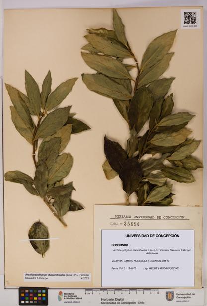 Archidasyphyllum diacanthoides [Espécimen: UDEC:CONC:0035696]