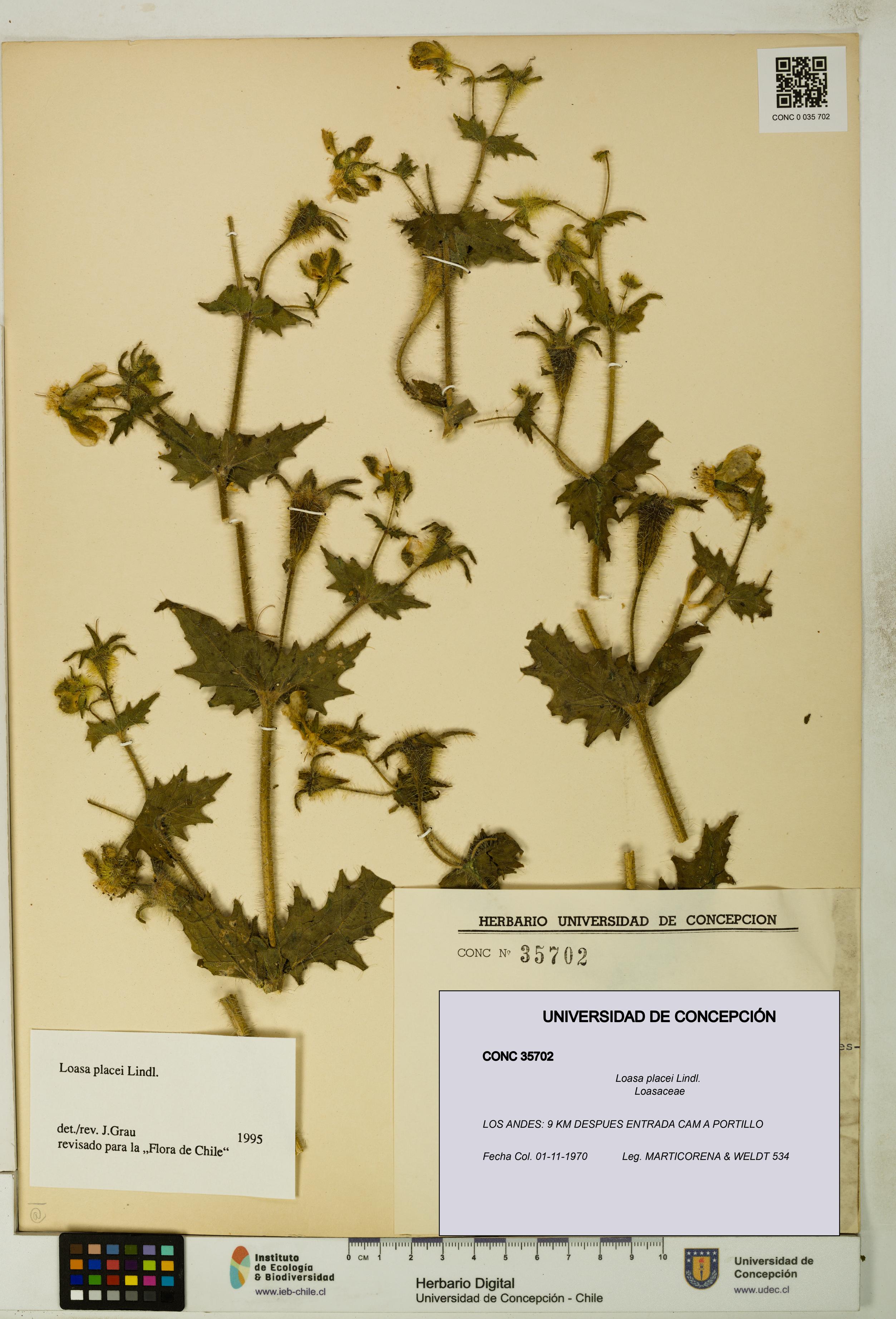 Loasa placei [Espécimen: UDEC:CONC:0035702]