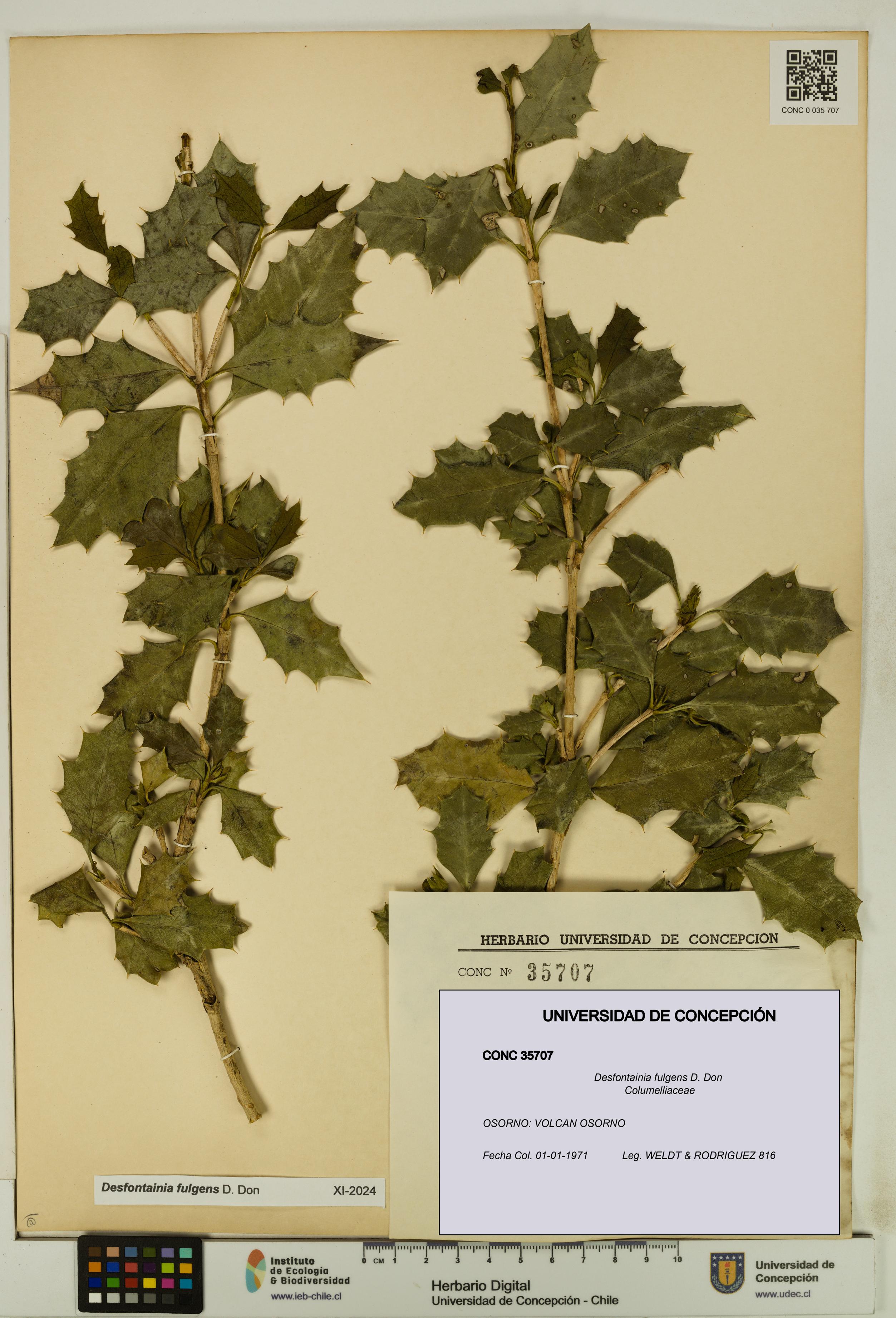 Desfontainia fulgens [Espécimen: UDEC:CONC:0035707]
