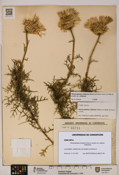 Plectocephalus chilensis [Espécimen: ]