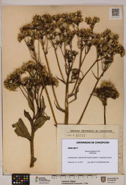 Senecio buglossus [Espécimen: UDEC:CONC:0035717]