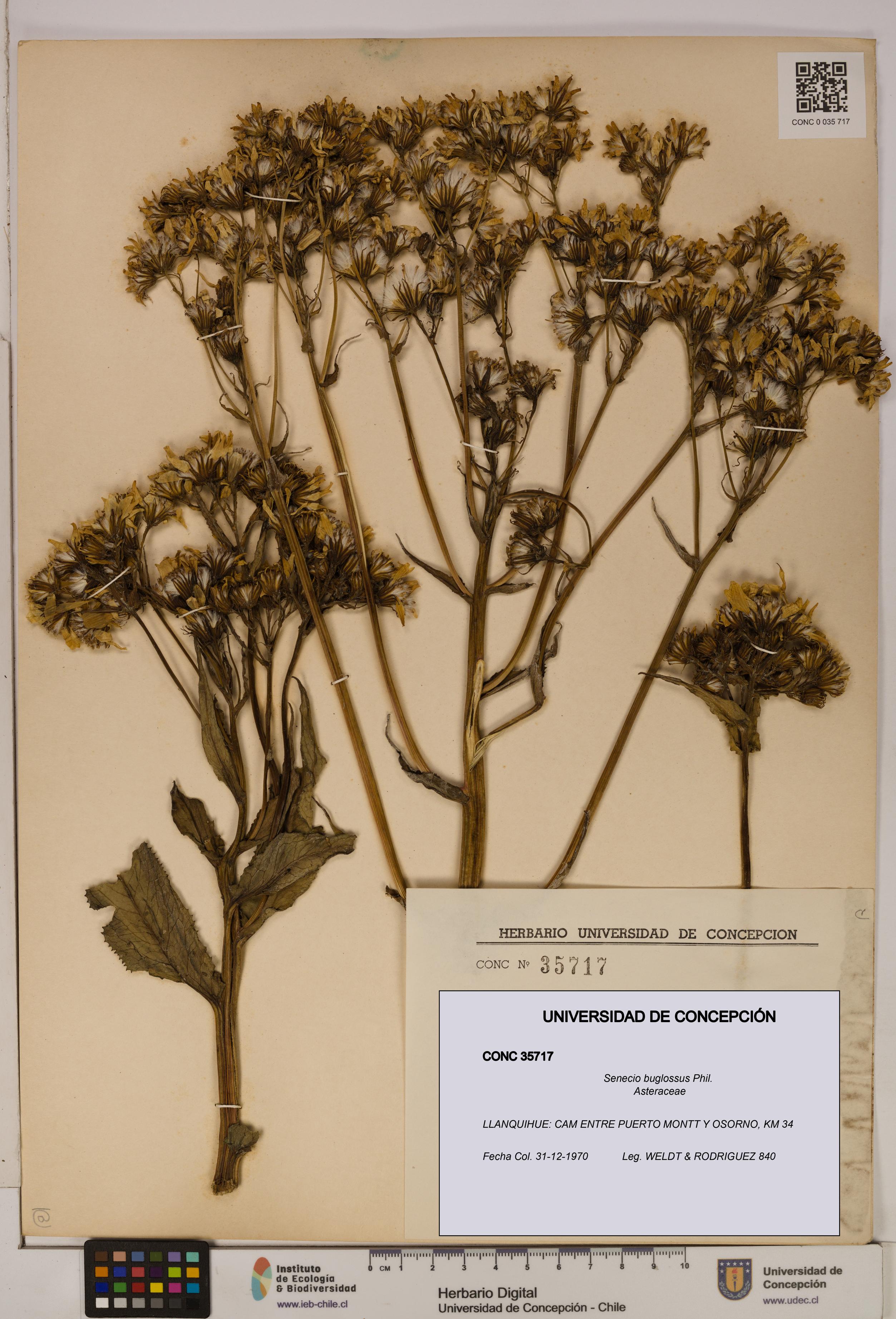 Senecio buglossus [Espécimen: UDEC:CONC:0035717]
