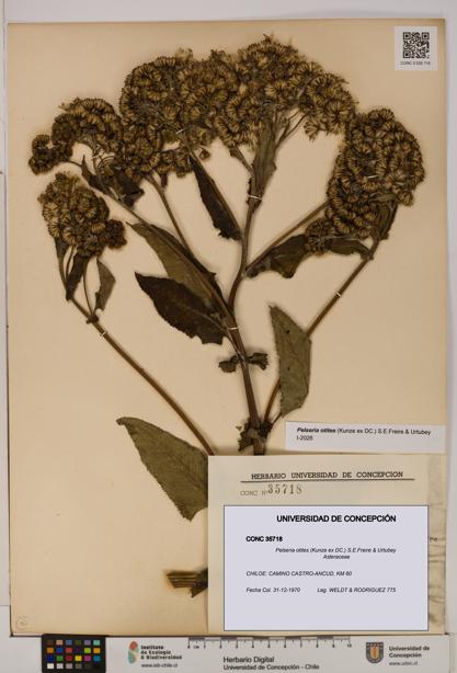Pelseria otites [Espécimen: ]