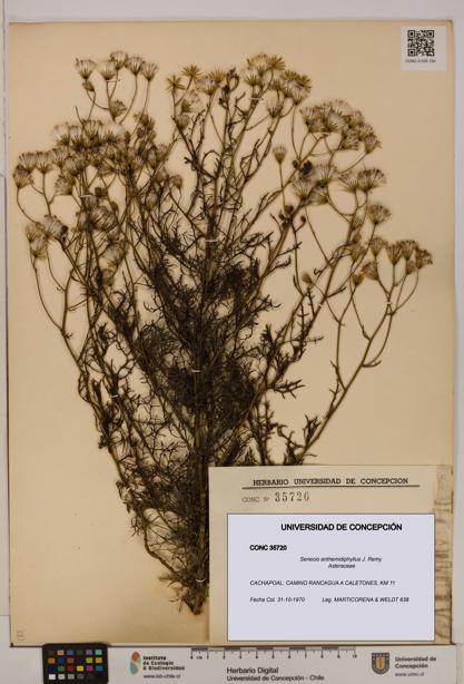 Senecio anthemidiphyllus [Espécimen: UDEC:CONC:0035720]