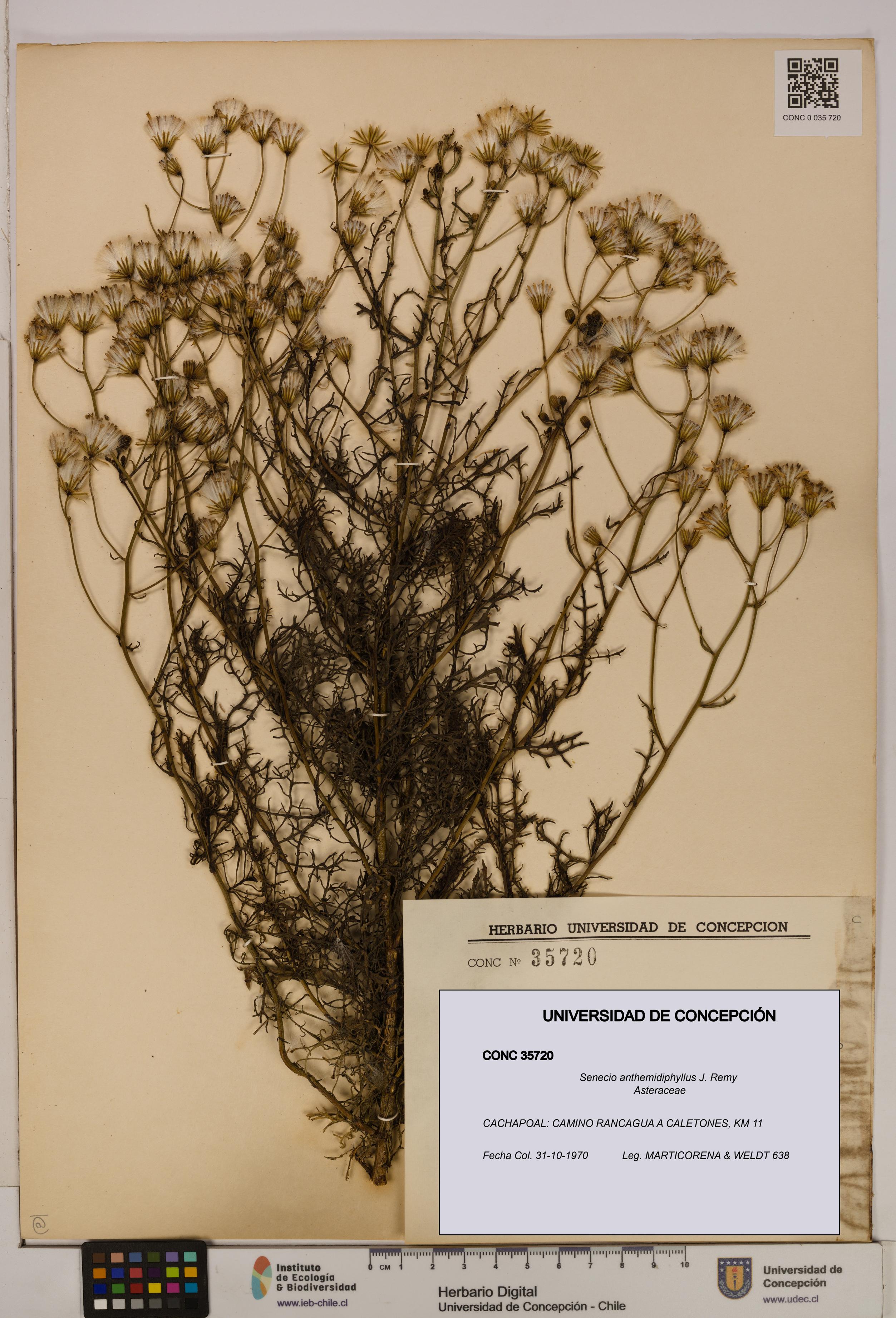 Senecio anthemidiphyllus [Espécimen: UDEC:CONC:0035720]
