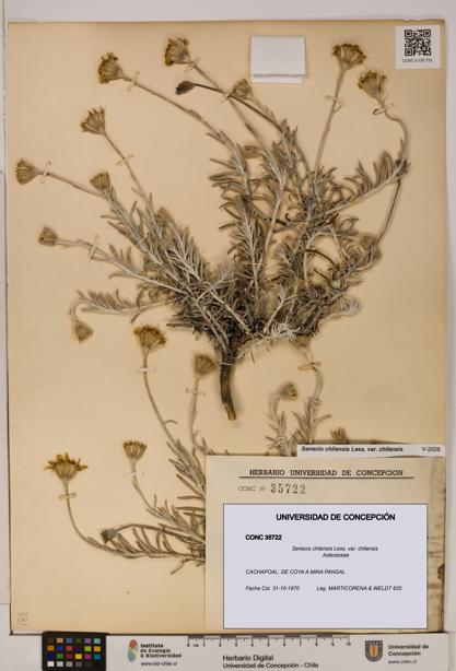 Senecio chilensis var. chilensis [Espécimen: UDEC:CONC:0035722]