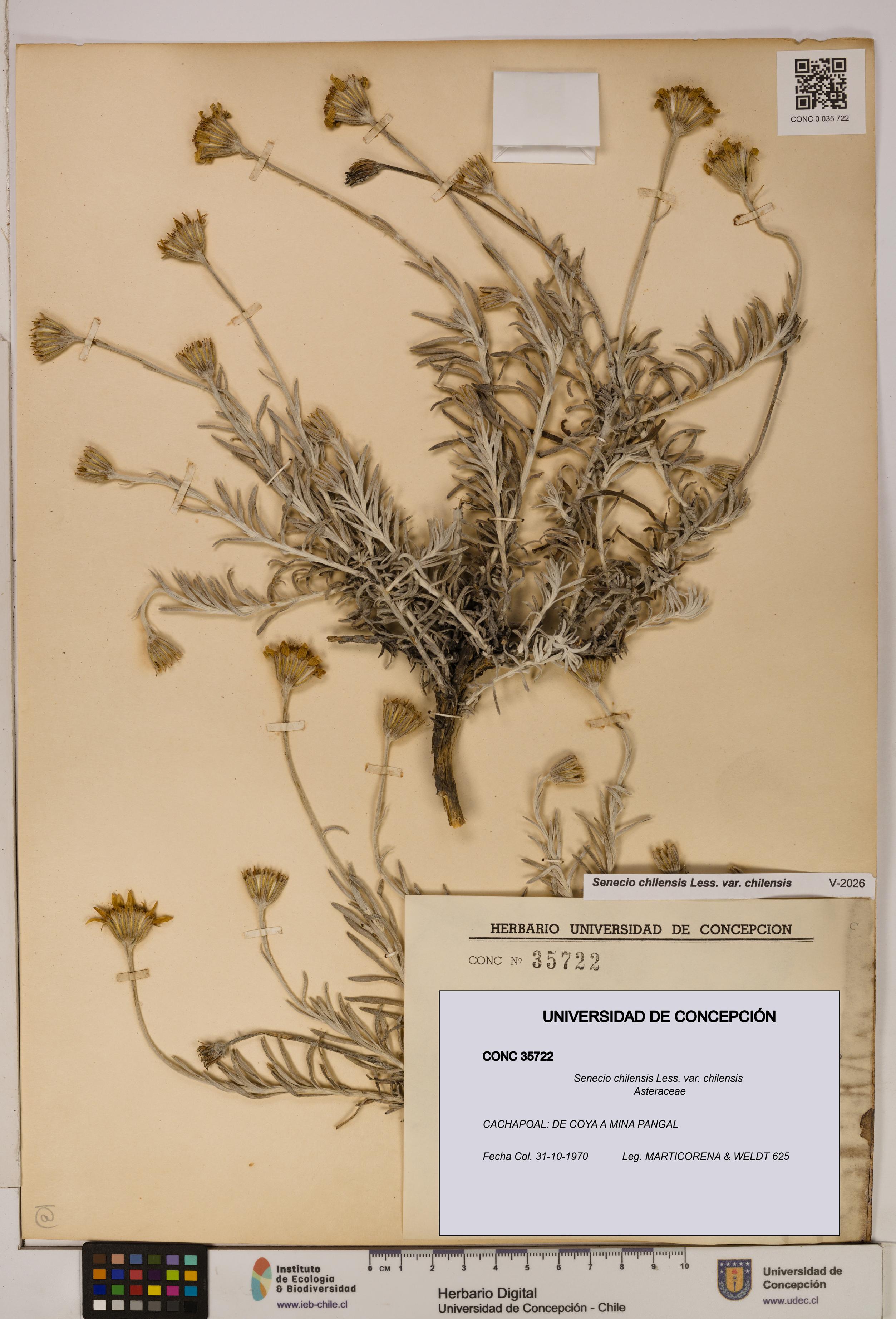 Senecio chilensis var. chilensis [Espécimen: UDEC:CONC:0035722]