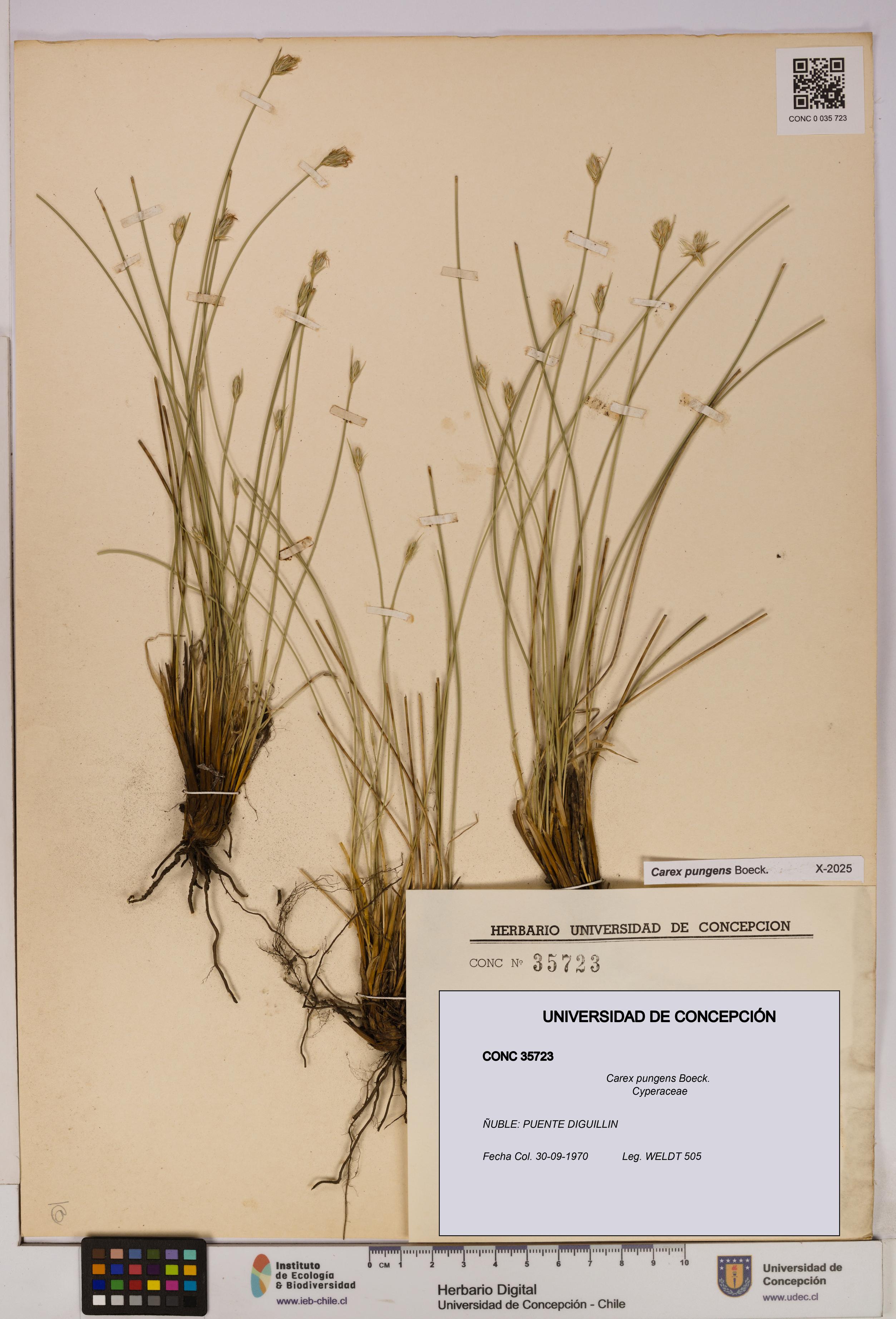 Carex pungens [Espécimen: UDEC:CONC:0035723]