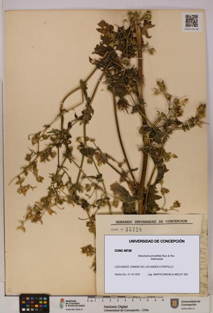 Moscharia pinnatifida [Espécimen: UDEC:CONC:0035728]