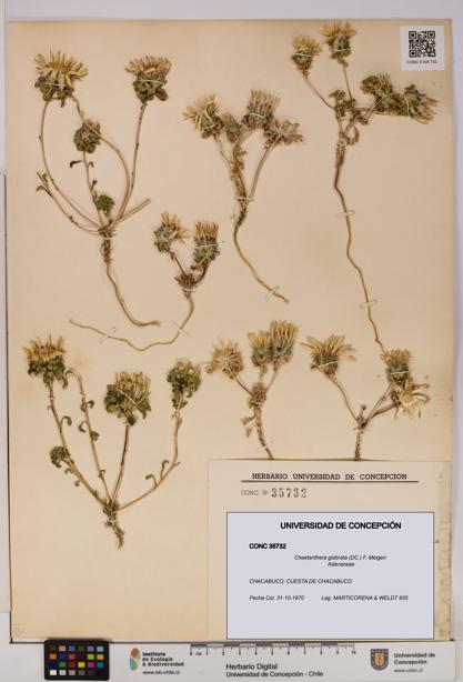 Chaetanthera glabrata [Espécimen: UDEC:CONC:0035732]