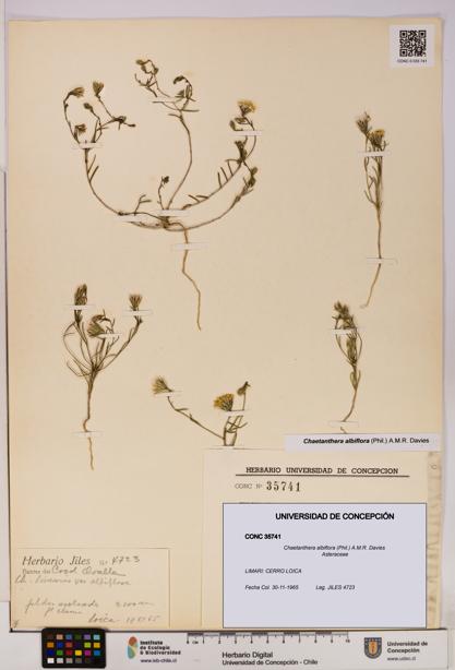 Chaetanthera albiflora [Espécimen: UDEC:CONC:0035741]