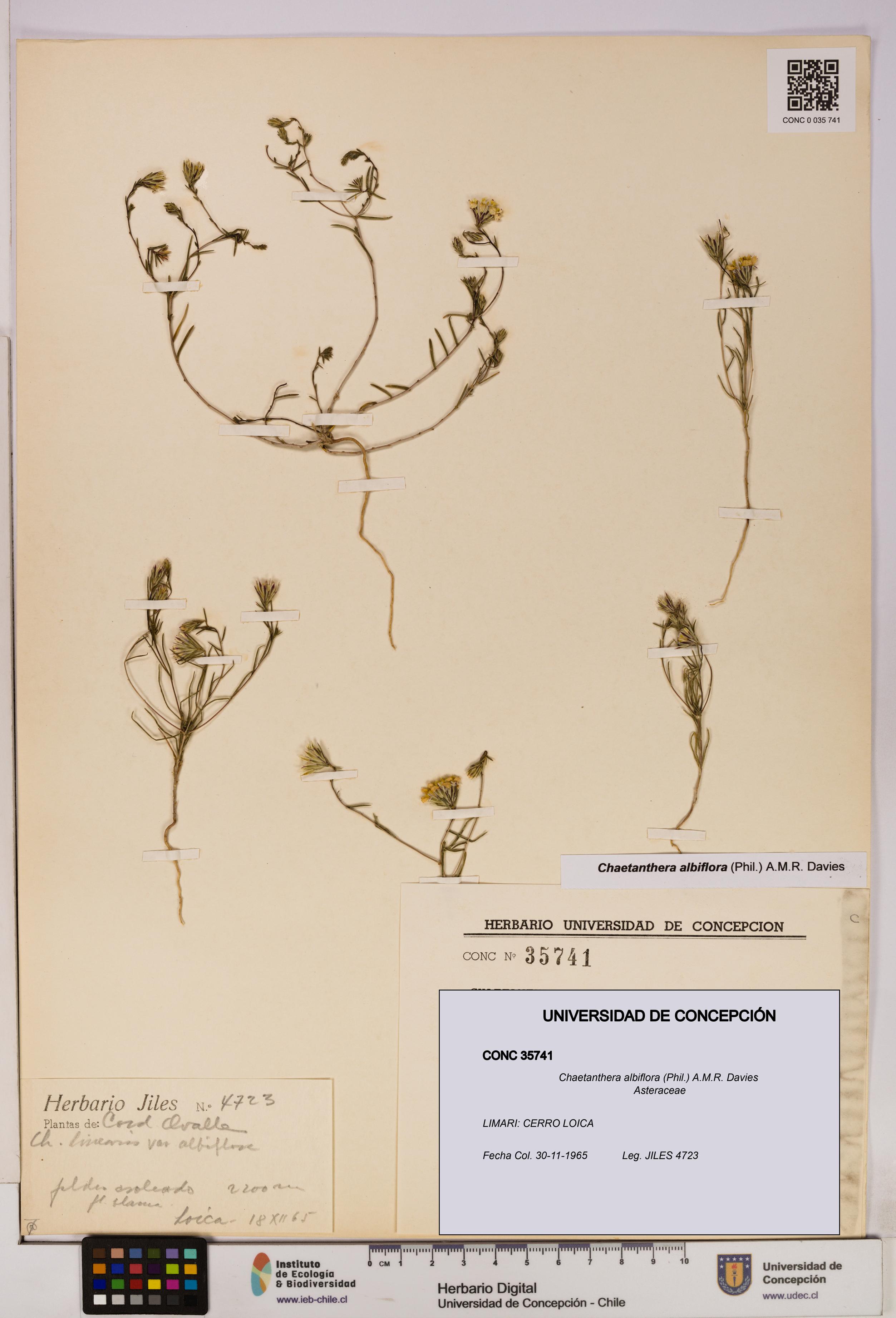 Chaetanthera albiflora [Espécimen: UDEC:CONC:0035741]