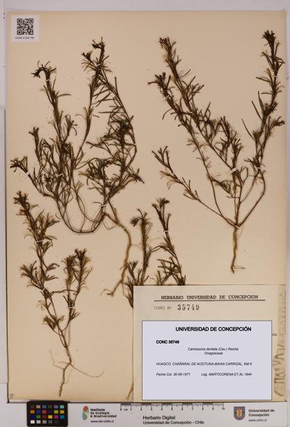 Camissonia dentata [Espécimen: UDEC:CONC:0035749]